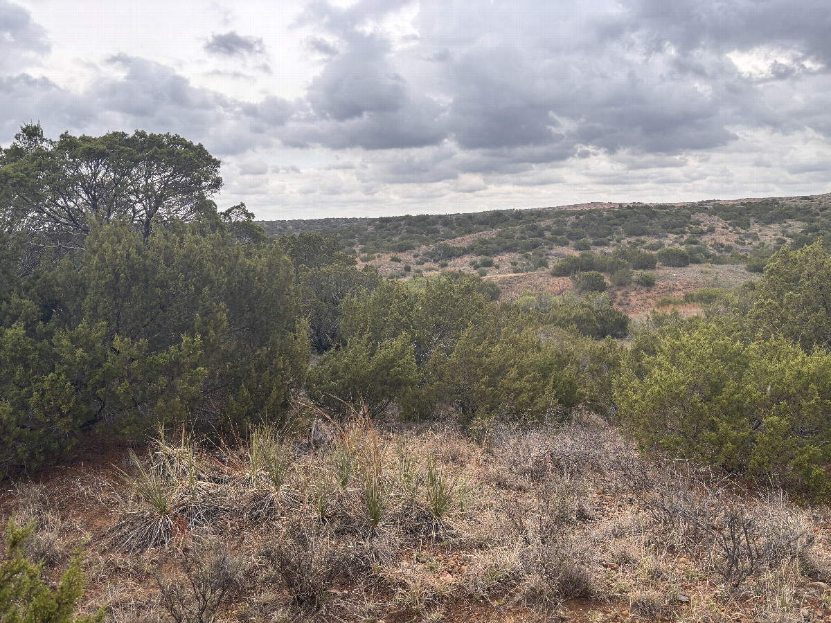 View to the east from the confluence point.