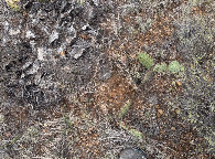 #7: Ground cover at the confluence point.