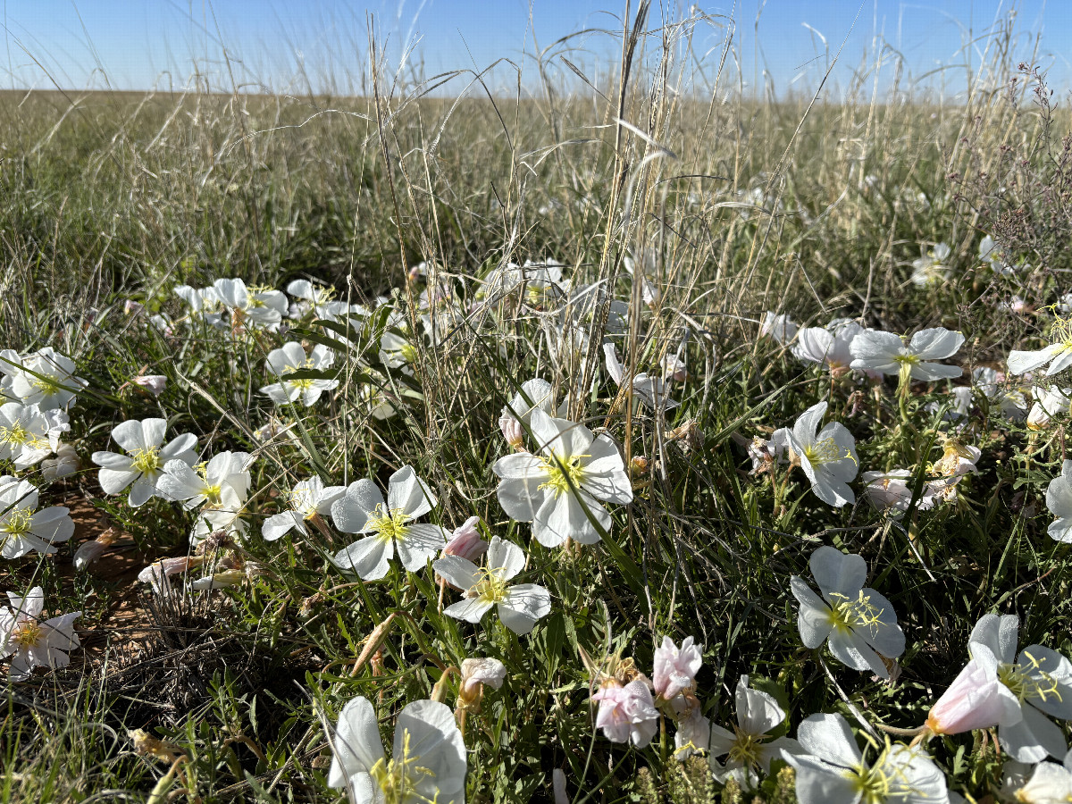 A view of some wonderful flowers at the ground cover of the site. 
