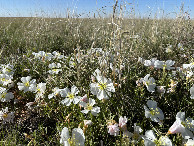 #8: A view of some wonderful flowers at the ground cover of the site. 