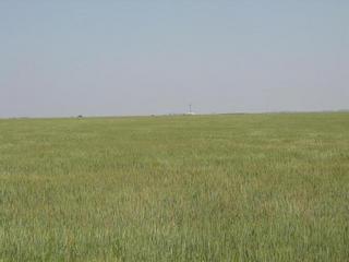 #1: The field where the confluence is located. Looking north
