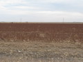 #10: Harvested cotton field near the confluence