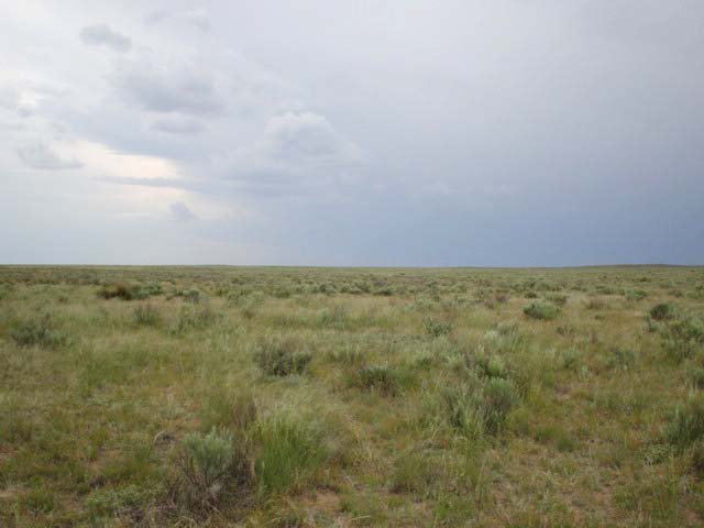 Looking west:  yucca plants, sagebrush, and an approaching storm