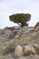 #12: A distinctive-looking lone tree, beside the dirt road, 1 mile south of the point