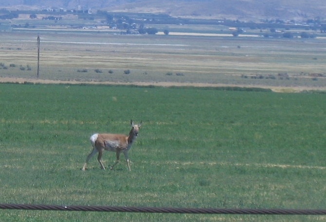 Deer a few miles from the confluence