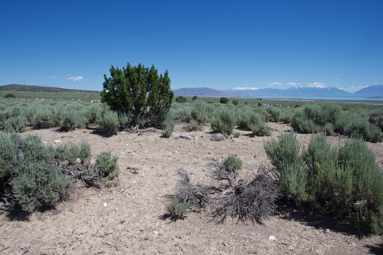 The confluence point lies in a sandy patch of desert, with little growing except sagebrush.  (This is also a view to the North, towards Utah Lake and the Wasatch Range.)