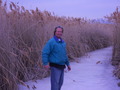#3: Frozen path through the reeds