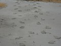 #9: Footprints through the salt mud