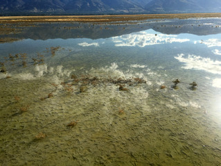 #1: Mirror like reflections looking east. Duck prints under a couple inches of water.