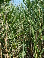 #2: Lots of long grass (more than 2 meters tall)