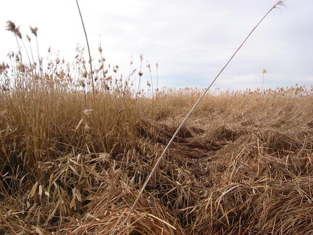 Reeds and cattails over 10 feet tall