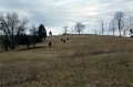 #3: Some cows coming to see what we were up to!