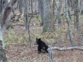 #8: Young male bear strolling in Shenandoah NTL park!