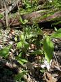 #5: Jack-in-the-pulpit nearby