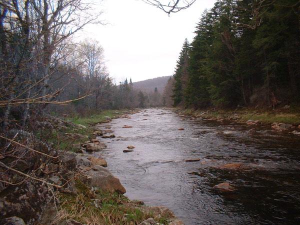 A river running along side the National Forest road.