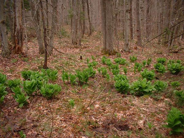 Wild Vermont lettuce patch? Maybe!