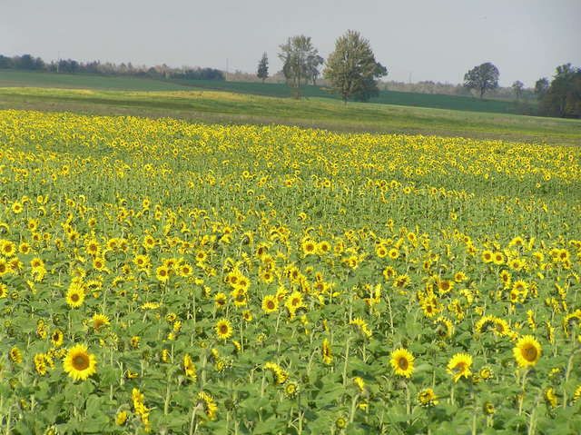 Sunflower field 1 kilometer north-northeast of the confluence.
