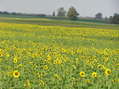 #8: Sunflower field 1 kilometer north-northeast of the confluence.