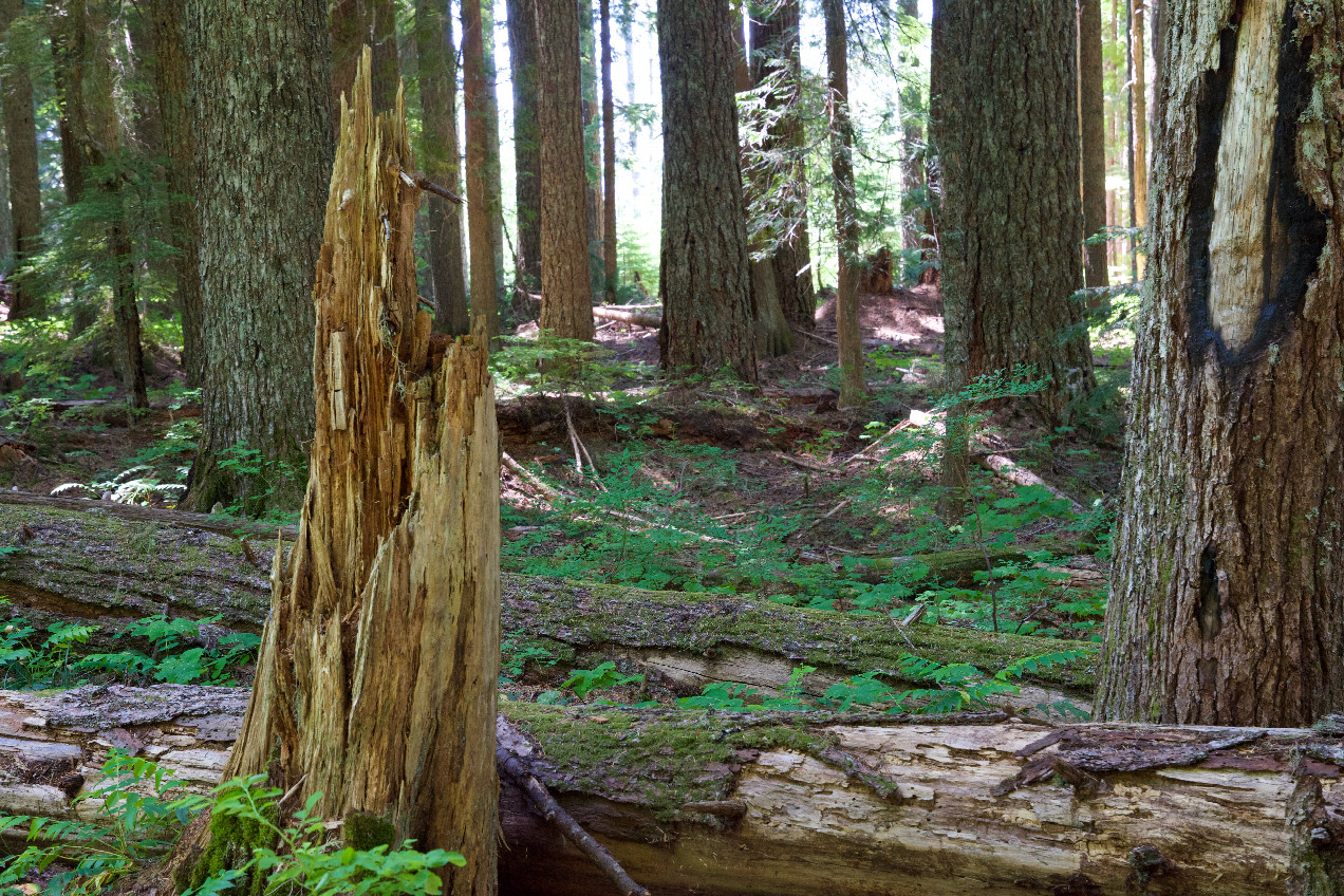 The confluence point lies within the Gifford Pinchot National Forest.  (This is also a view to the West.)