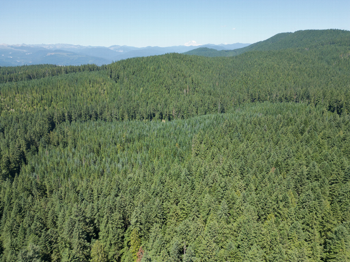 View North (towards Mount Rainier) from a height of 120m