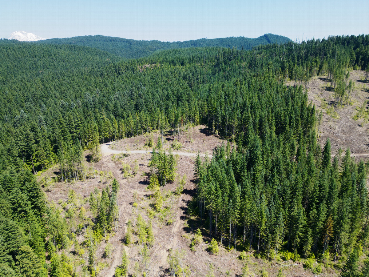 View East (towards Mount Adams, in the top-left corner) from a height of 120m