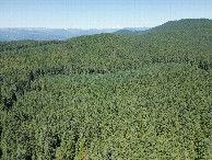 #8: View North (towards Mount Rainier) from a height of 120m