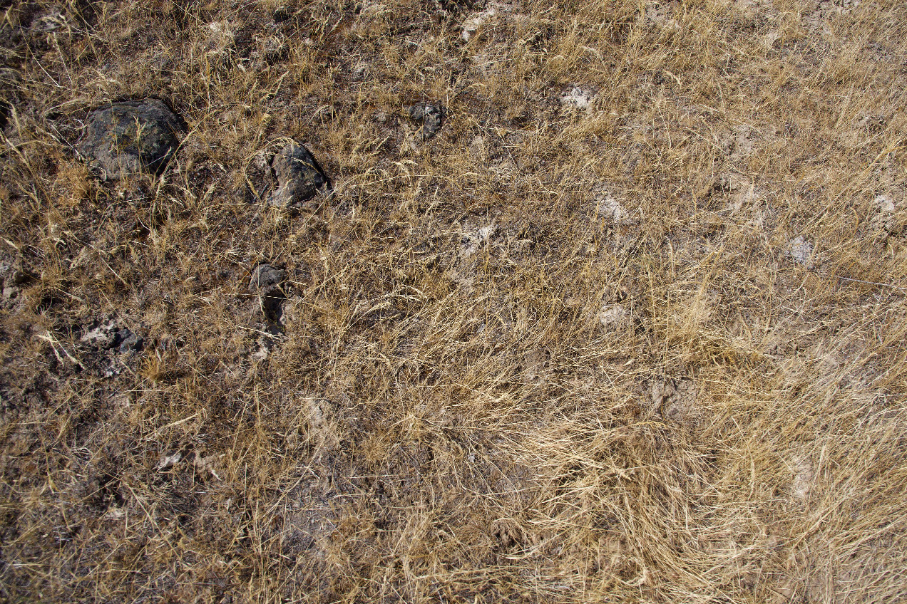 Ground cover at the confluence point