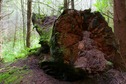 #7: A large tree stump near the confluence point 