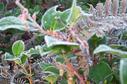 #6: Frosty foliage at the confluence