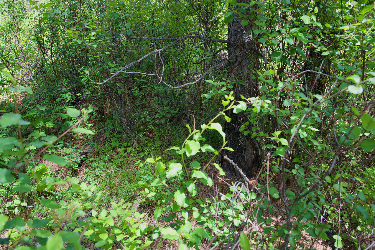 Ground cover at the confluence point