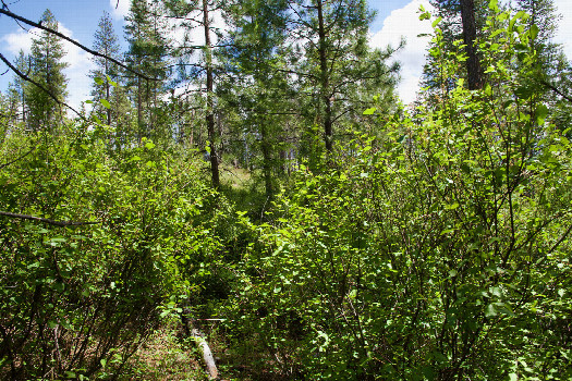 #1: The confluence point lies in a stand of trees, next to a large mostly open area.  (This is also a view to the East.)