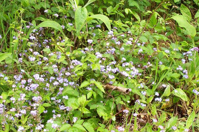 Forget-me-nots in the driveway