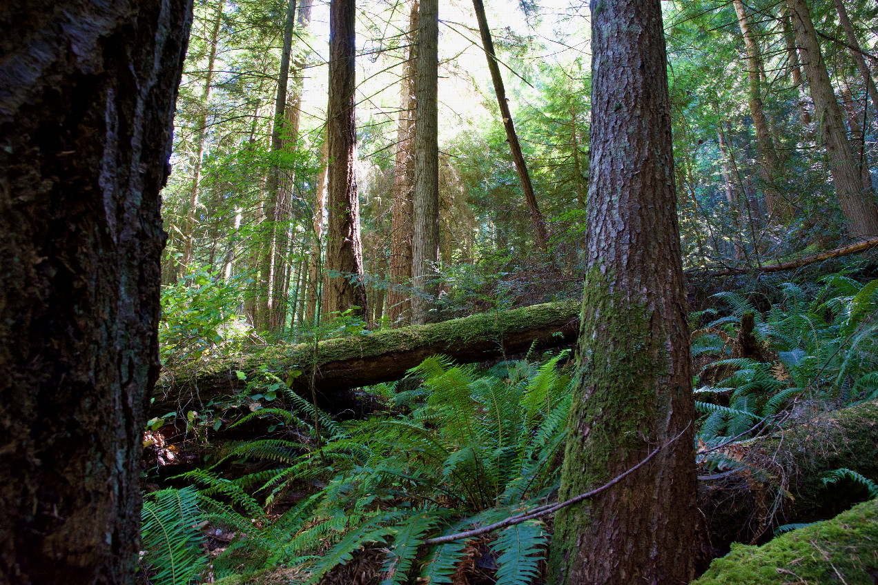 The confluence point lies on a steep, forested slope.  (This is also a view to the East.)