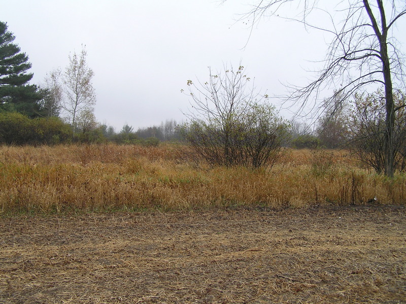 Site of 45 North 91 West, looking southeast, with the confluence in the marsh in the mid-distance.
