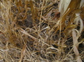 #4: Grass, dirt, and corn stalks at 45 North 92 West.