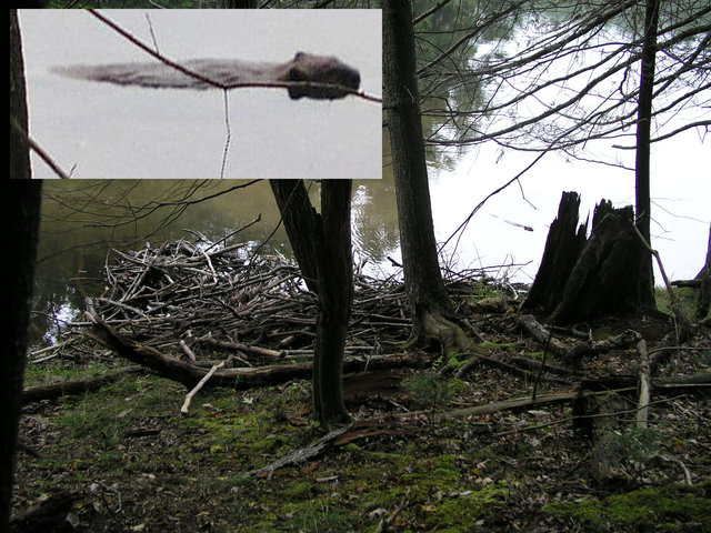 The insert shows an enlarged view of the barely visible beaver seen next to his lodge along the Lake Sherwood Trail on the way to 38N 80W.