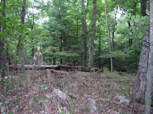 View downhill from the Virginia/ West Virginia border towards 38N 80W.