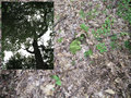#9: Up and down:  Ground cover and tree canopy at 38N 80W.