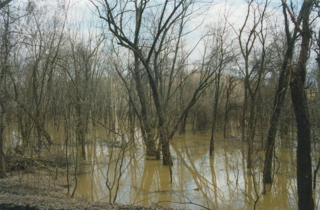Flooded trees we passed on the way to the confluence.