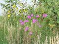 #9: Post-confluence sightseeing:  Nebraska wildflowers