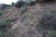 #5: Ground cover at the confluence point - on a creek bank