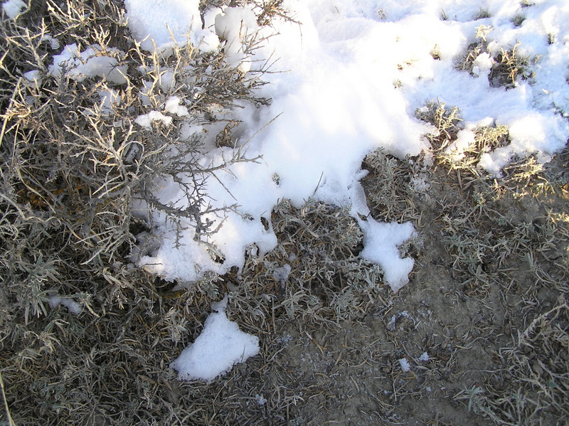 Snow and sage:  Groundcover at the confluence site.