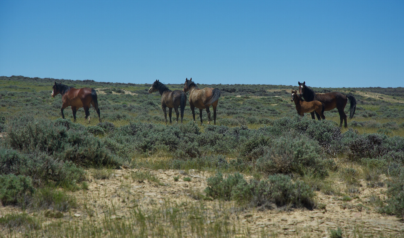 A herd of wild horses, seen as I was leaving the area