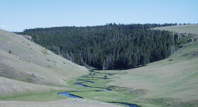 looking south - the confluence is somewhere along the ridge top to the right of the pine trees; the stream is the North Fork of the Powder River just below its outlet from the Dullknife Reservoir