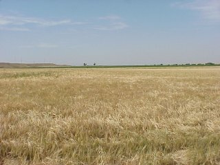 #1: Confluence is 52 meters into this barley field.