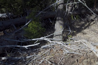 #1: The confluence point lies in a small clearing, on top of some downed trees