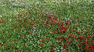#6: Flowers at ground zero