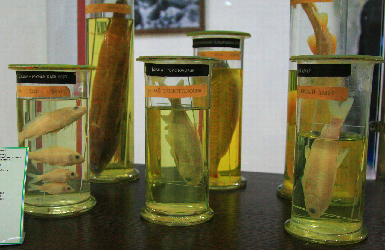 exhibits at Muynak ecologic museum