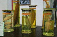 #7: exhibits at Muynak ecologic museum