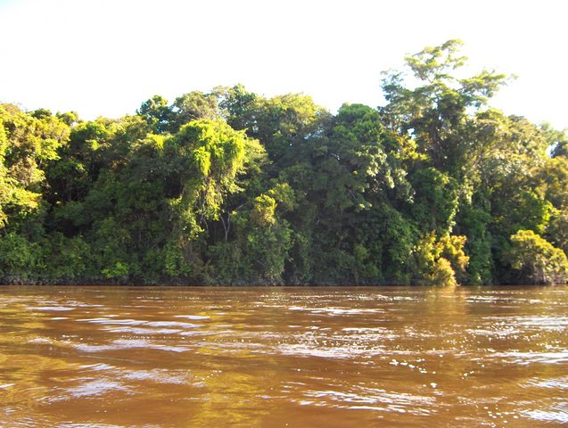 VIEW TO SOUTH, THE CONFLUENCE IS 33 MTS INSIDE THE AMAZON JUNGLE IN THE YACAPANA NATIONAL PARK